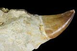 Mosasaur (Prognathodon) Jaw Section With Unerupted Tooth #150159-1